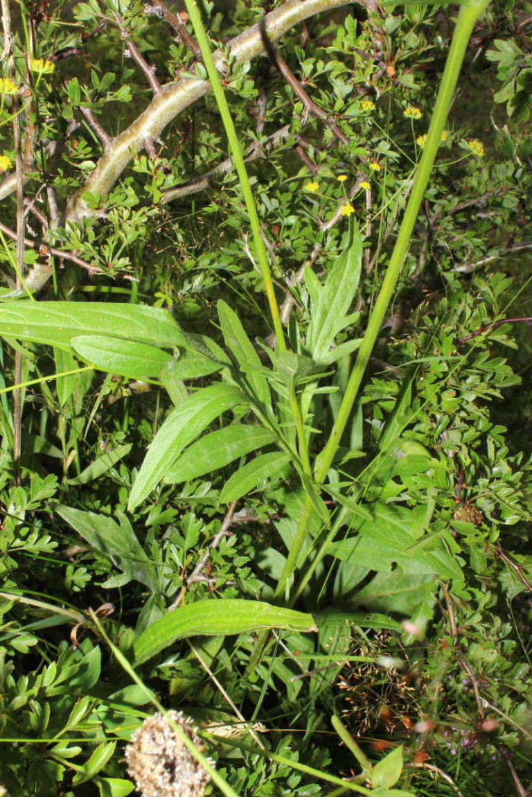 Centaurea scabiosa subsp. alpestris / Fiordaliso alpestre